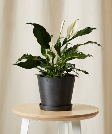 Peace Lily