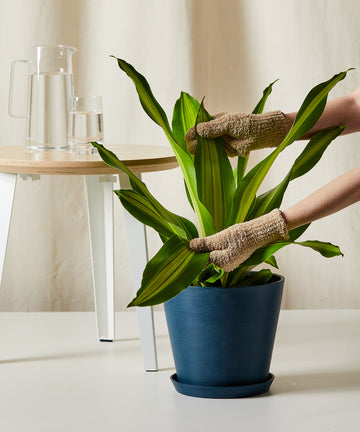 Dracaena Golden Heart